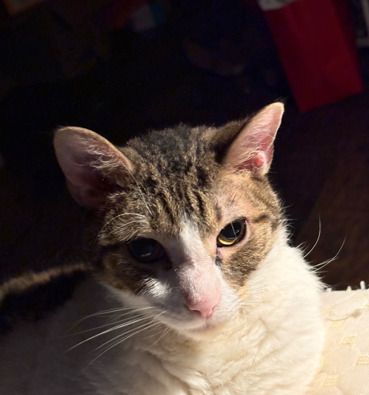 镜头前的小猫特写。