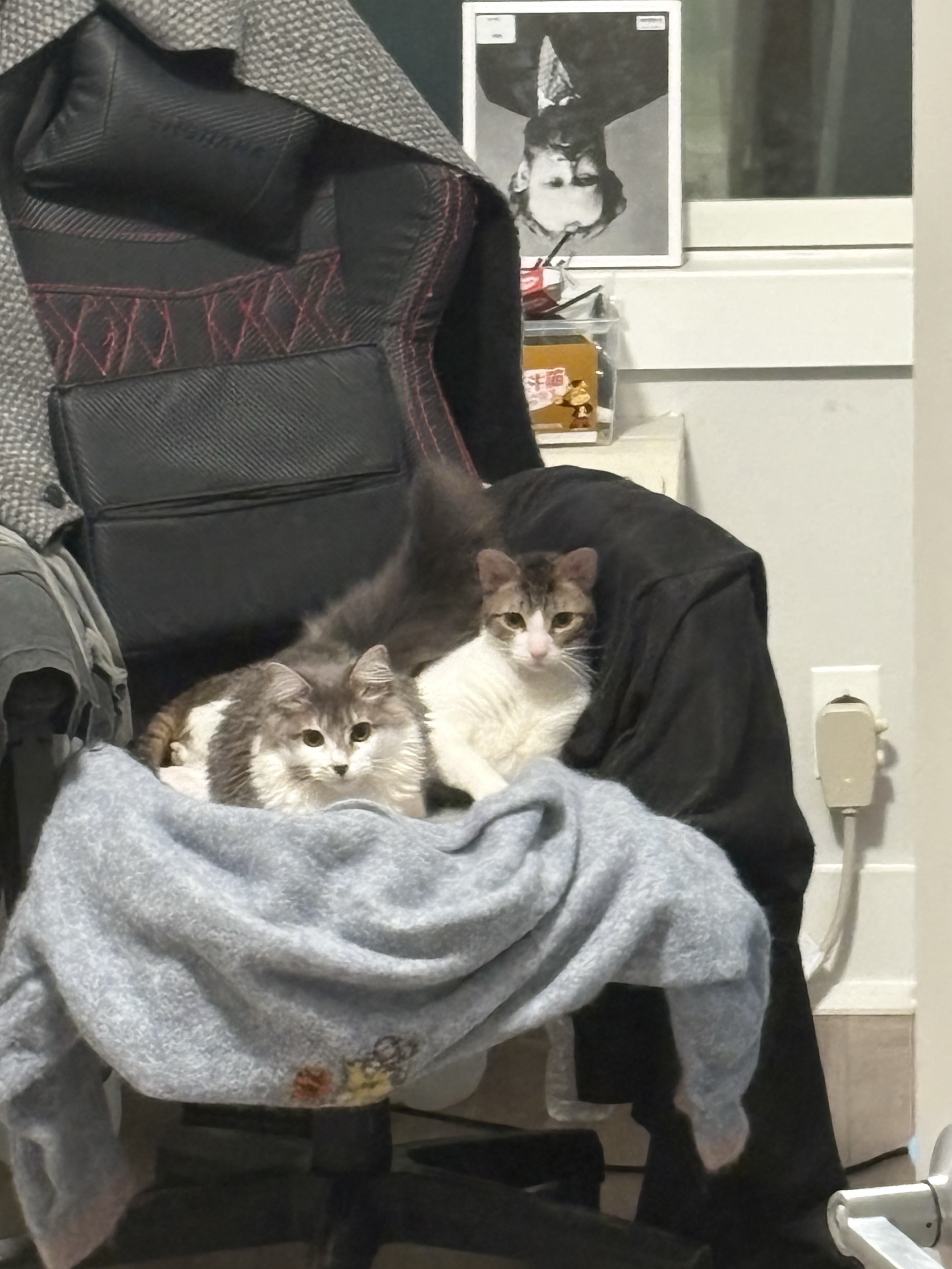 两只猫一起坐在椅子上。