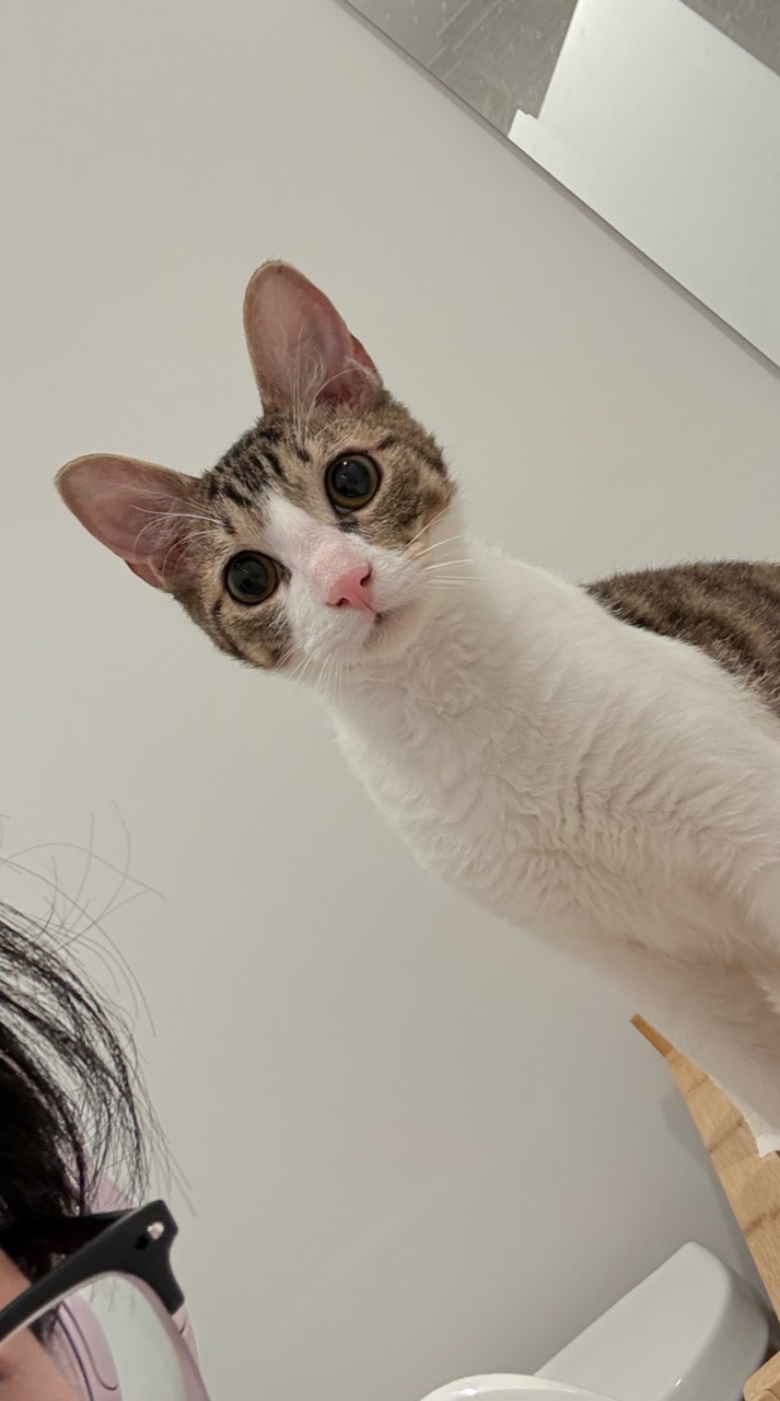 小猫俯身看向镜头。