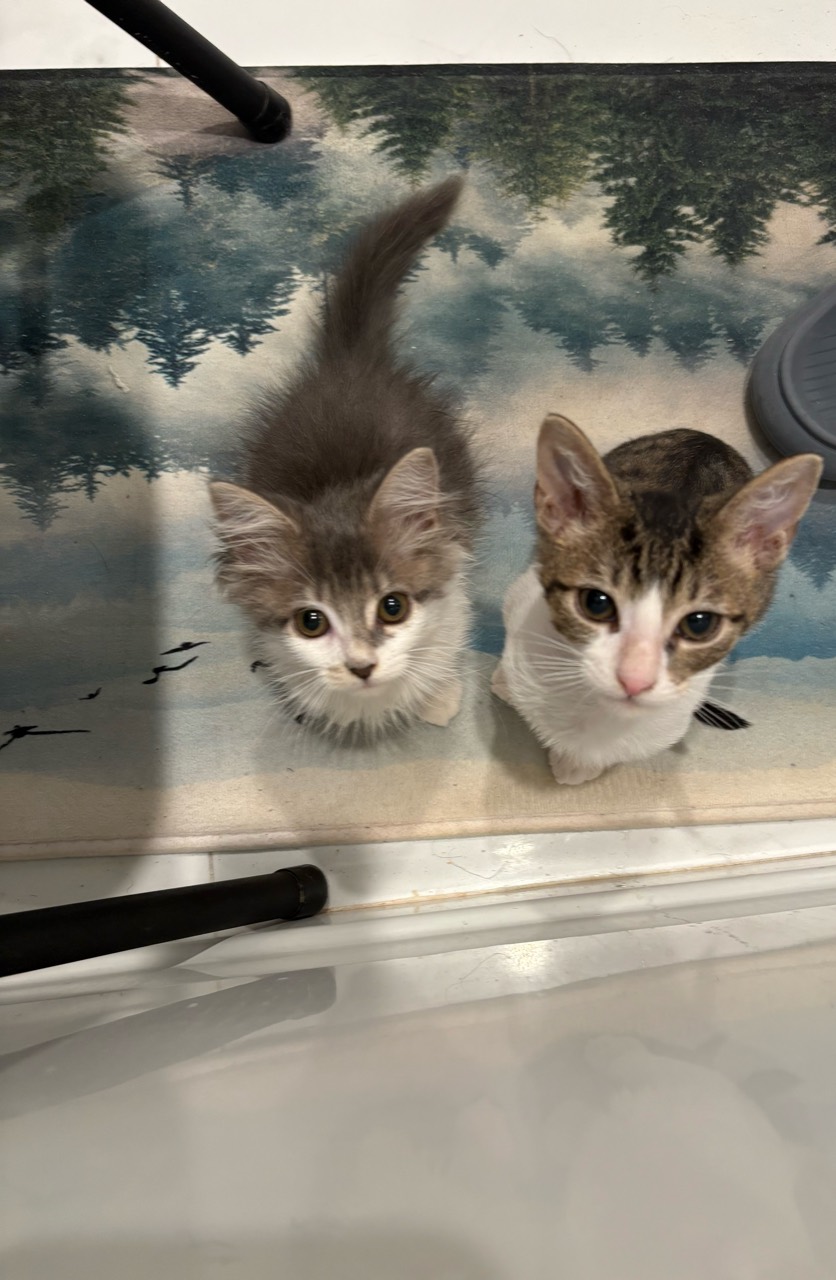 灰白长毛猫和虎斑白猫一起抬头望向镜头。