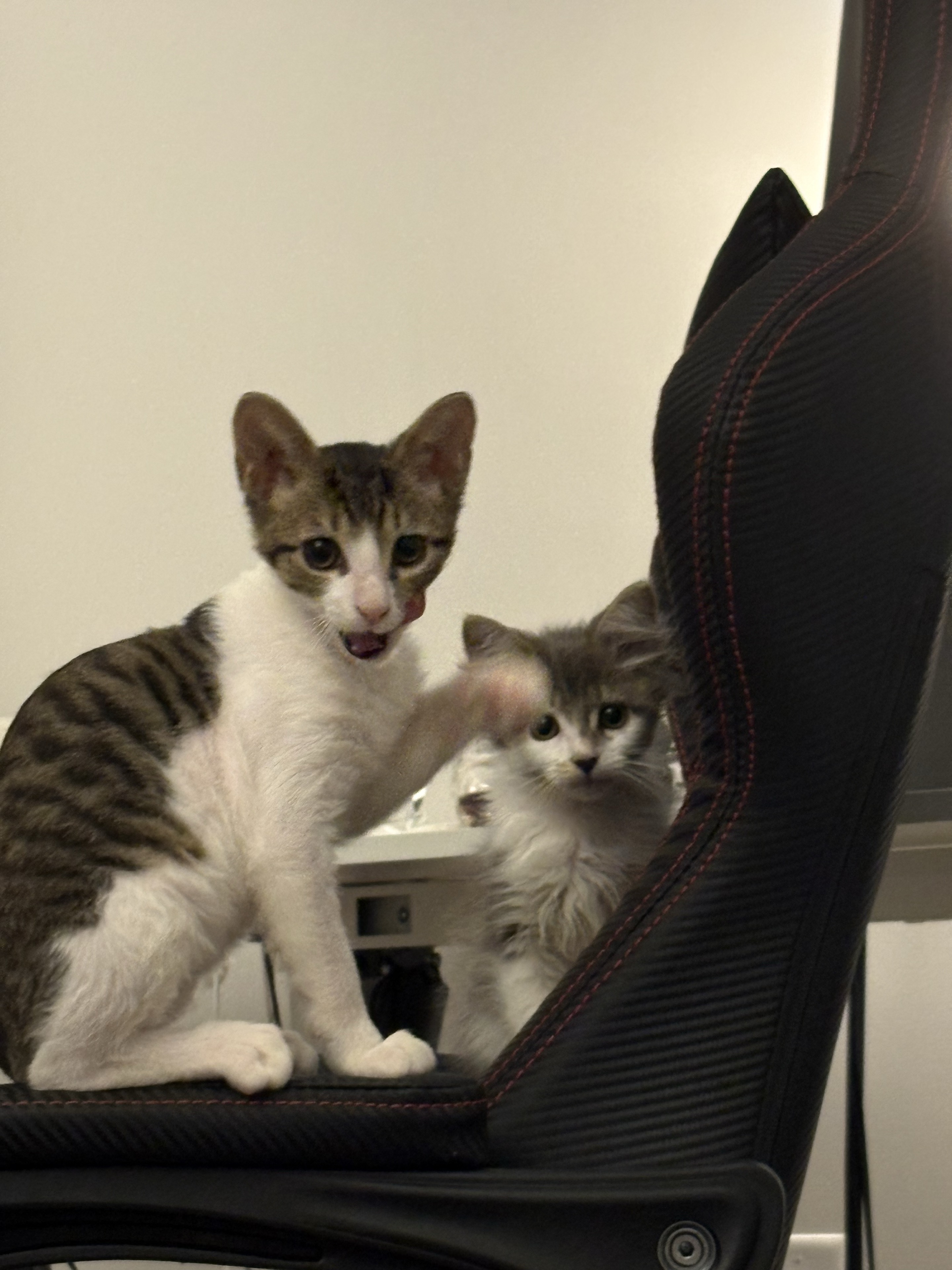 两只小猫在椅子上，一只伸出前爪。