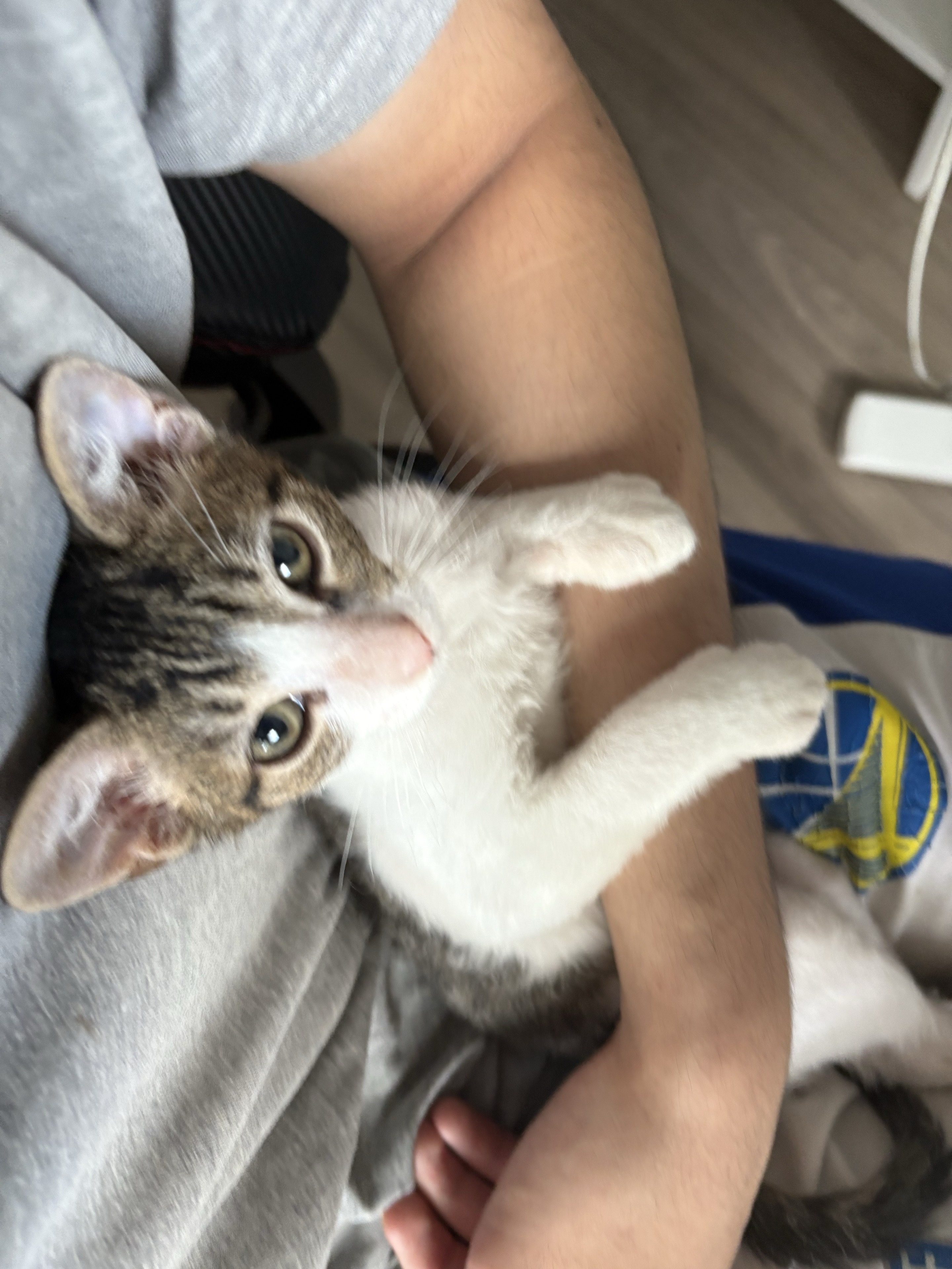 被抱在怀里的虎斑白小猫。