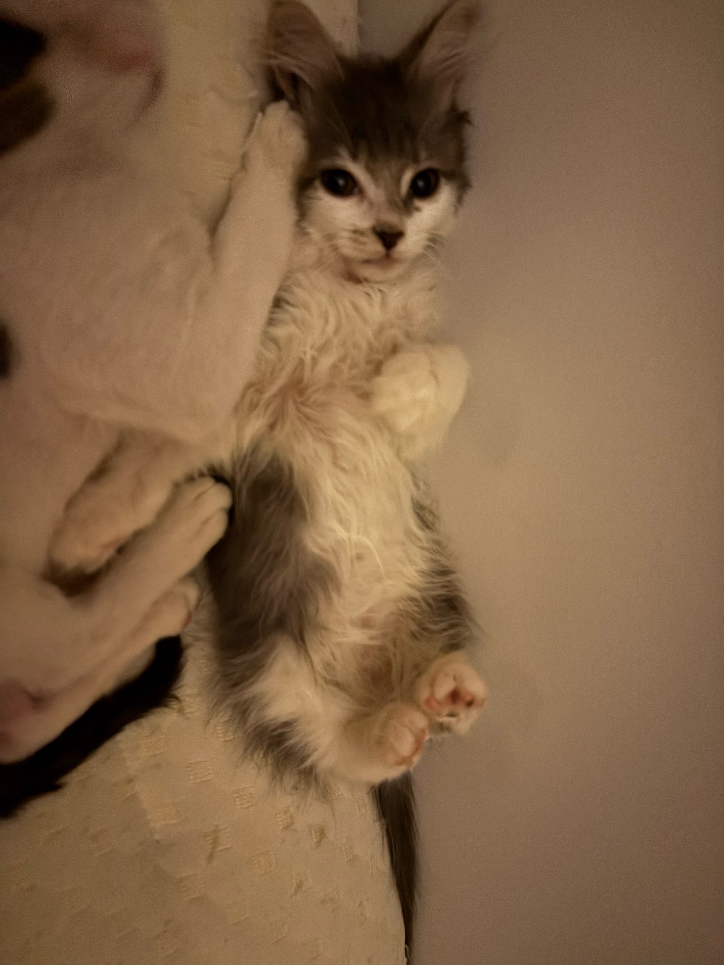 灰白小猫仰躺着，露出小爪子。