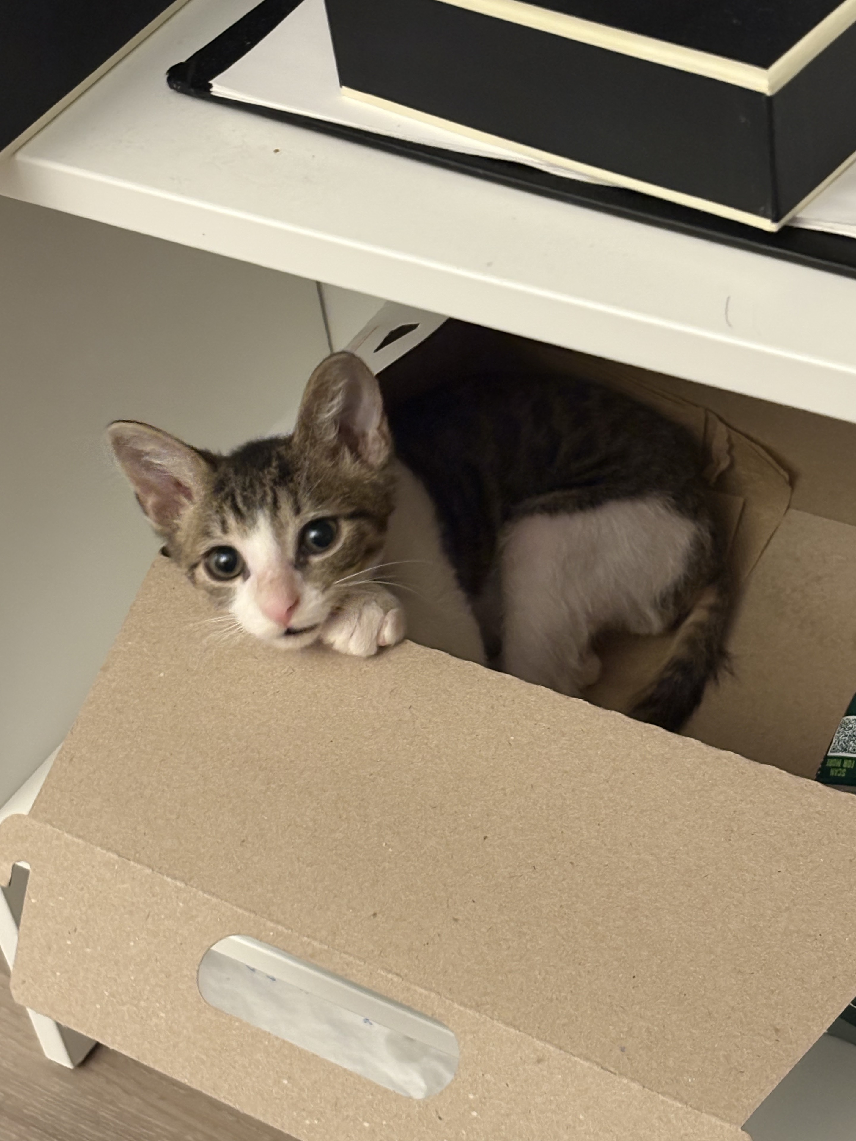 虎斑白小猫坐在纸箱里望向镜头。