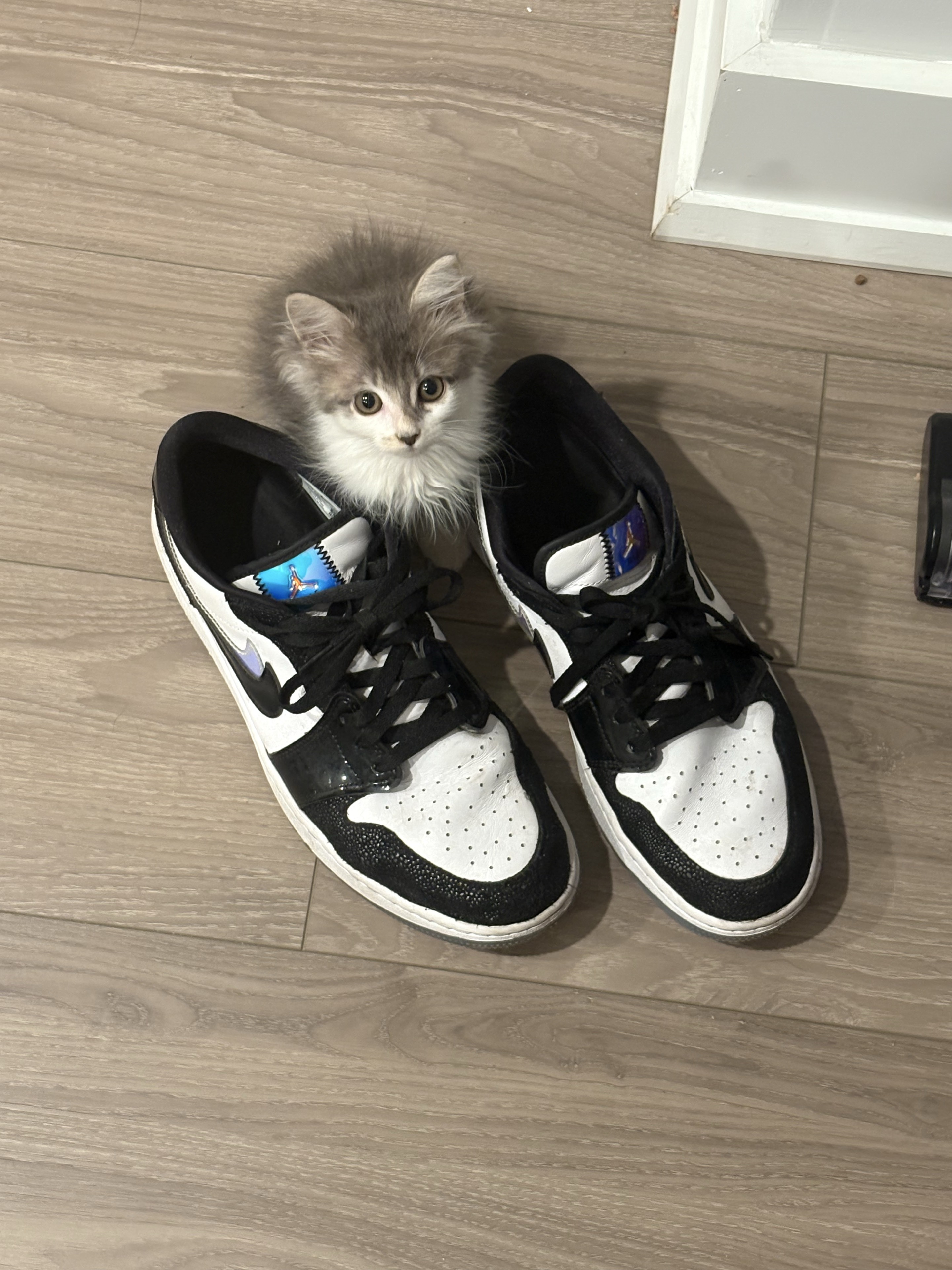 灰白小猫在两只球鞋之间探出头。