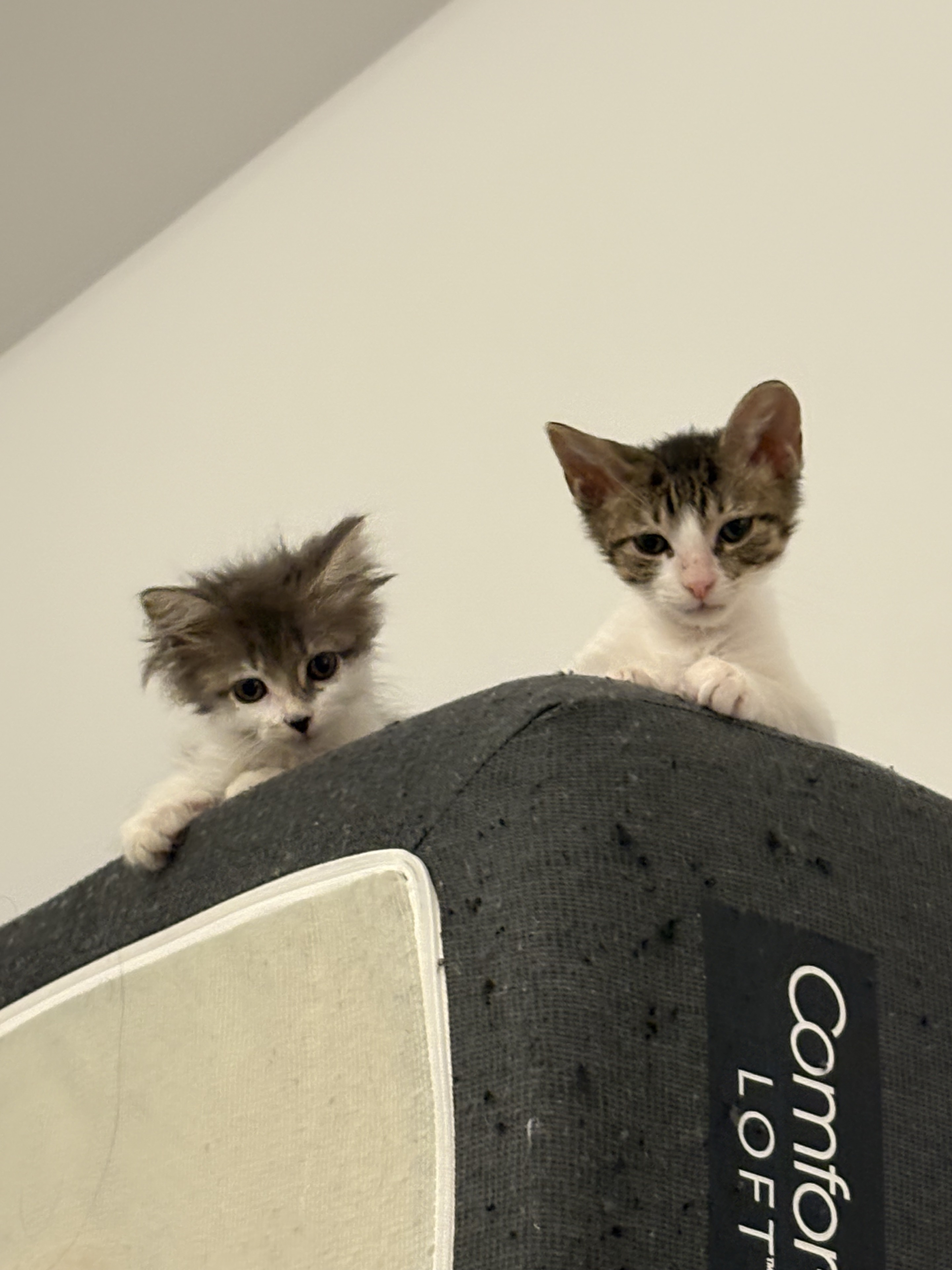 两只小猫从椅背后面一起探头。