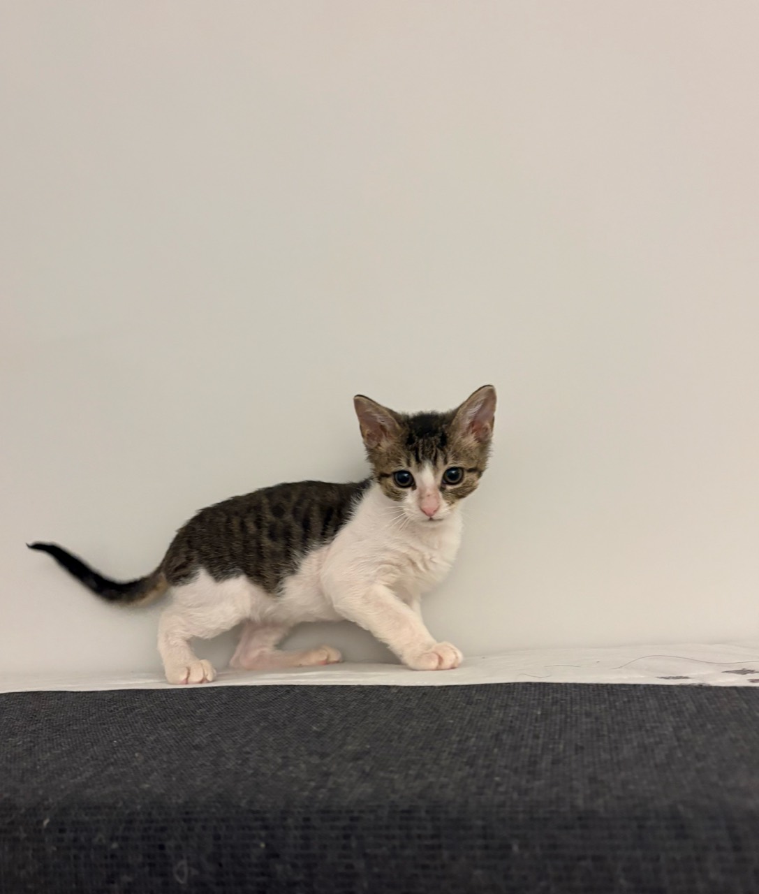 虎斑白小猫沿着椅背走过。